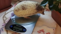 Jak určit věk hezhu
